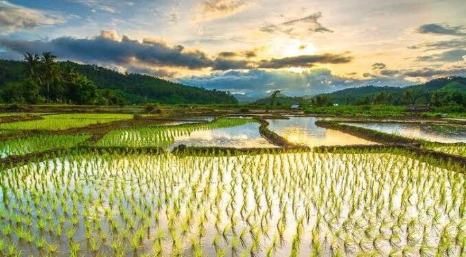 Jaga Ketahanan Pangan, Sektor Pertanian Menjadi Perhatian Utama Pemerintah