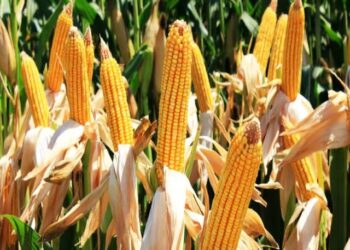 Harga Jagung dan Gabah Naik, Bukti Keberpihakan Pemerintah Kepada Petani