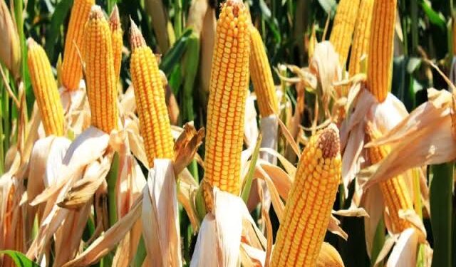 Harga Jagung dan Gabah Naik, Bukti Keberpihakan Pemerintah Kepada Petani