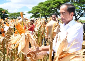 Tinjau Panen Jagung di Sumbawa, Presiden Tegaskan Pentingnya Keseimbangan Harga