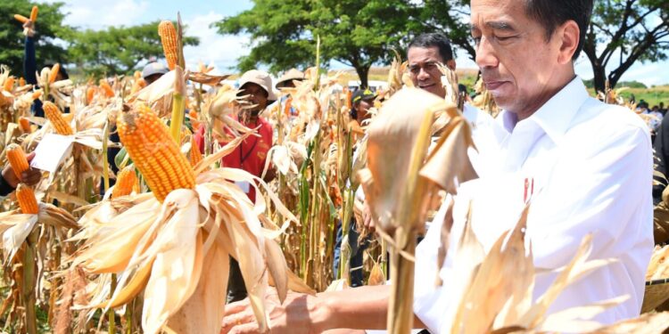 Tinjau Panen Jagung di Sumbawa, Presiden Tegaskan Pentingnya Keseimbangan Harga